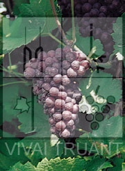 Foto di un grappolo d'uva di Pinot Grigio 457